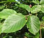 Blätter der Rotbuche (Fagus sylvatica) 