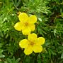 Fingerstrauch (Potentilla fruticosa) 