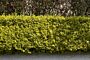 Goldliguster-ALG HAAG