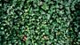 Großblättriger Irischer Efeu (Hedera hibernica) - Hecke kaufen