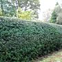 Europäische Stechpalme - Ilex aquifolium - Hecke kaufen