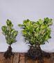 Kirschlorbeer-Rotundifolia-Wurzelware-20-30