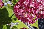Rispenhortensie-Rod-ALG INZ