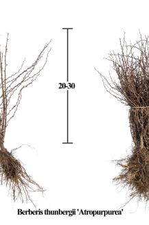 Blutberberitze Wurzelware 20-30 cm Wurzelware Blutberberitze Wurzelware 20-30 cm Wurzelware