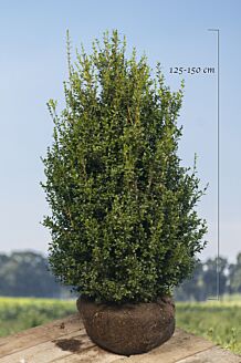 Buchsbaum (125-150 cm) Wurzelballen