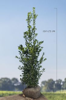 Stechplame Ilex 'Heckenfee' (150-175 cm) Wurzelballen Stechplame Ilex 'Heckenfee' (150-175 cm) Wurzelballen