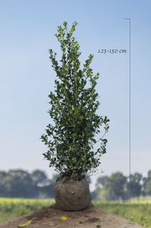 Stechplame Ilex 'Heckenfee' (125-150 cm) Wurzelballen Stechplame Ilex 'Heckenfee' (125-150 cm) Wurzelballen