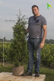 Lebensbaum 'Atrovirens' Wurzelballen 125-150 cm Extra Qualtität Wurzelballen