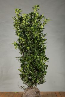 Kirschlorbeer 'Ani' Wurzelballen 150 -175 cm Extra Qualtität Wurzelballen Kirschlorbeer 'Ani' Wurzelballen 150 -175 cm Extra Qualtität Wurzelballen