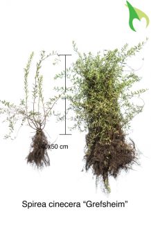 Frühe Brautspiere, Weiße Rispenspiere 'Grefsheim' (40-50 cm) Wurzelware Frühe Brautspiere, Weiße Rispenspiere 'Grefsheim' (40-50 cm) Wurzelware