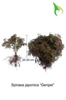Sommerspiere 'Genpei' (20-30 cm) Wurzelware Sommerspiere 'Genpei' (20-30 cm) Wurzelware