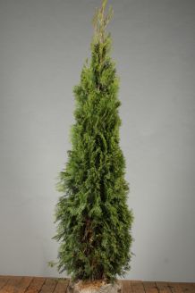 Lebensbaum 'Smaragd' Wurzelballen 175-200 cm Extra Qualtität Wurzelballen