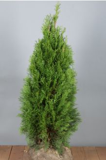 Lebensbaum 'Smaragd' Wurzelballen 80-100 cm Extra Qualtität Wurzelballen