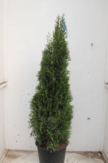 Lebensbaum 'Smaragd' Topf 150-175 cm Topf