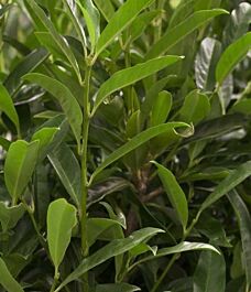 Kirschlorbeer (Prunus laurocerasus) Reynvaanii Hecke kaufen