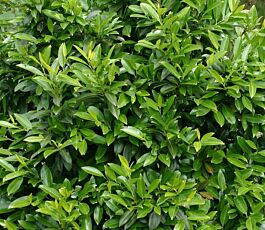 Kirschlorbeer Herbergii Hecke kaufen Prunus Laurocerasus