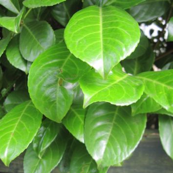 Kirschlorbeer ‘Rotundifolia’