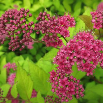 Sommerspiere Goldflame