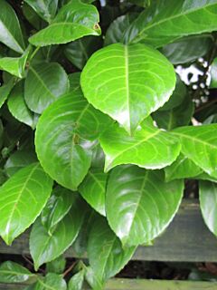 Kirschlorbeer ‘Rotundifolia’ 