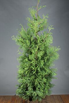 Lebensbaum 'Brabant' Wurzelballen 200-225 cm Extra Qualität