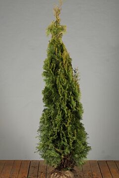 Lebensbaum 'Smaragd' Wurzelballen 150-175 cm Extra Qualität