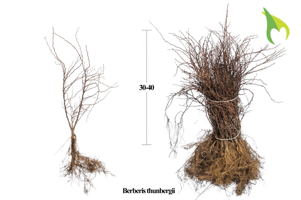 Berberitze (30-40 cm) Wurzelware Berberitze (30-40 cm) Wurzelware