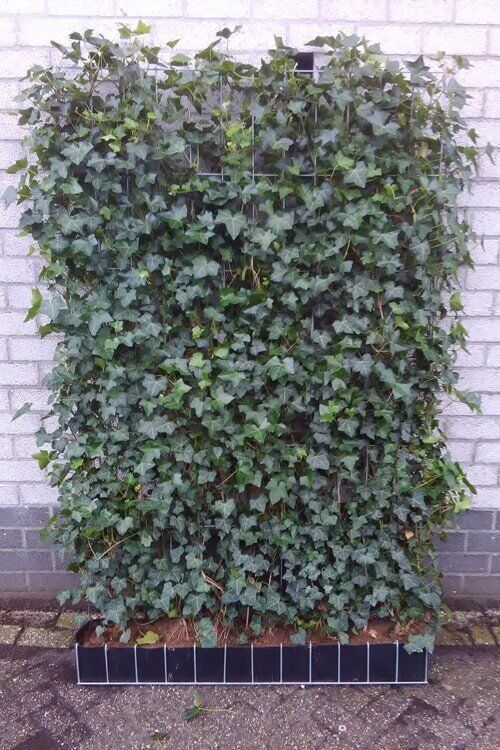 Efeu Hedera Hibernica Efeu Sichtschutz Frisch vom Feld