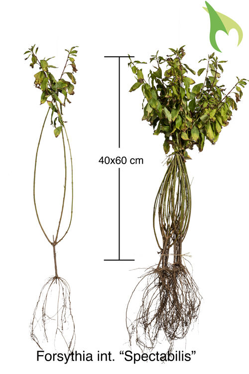 Forsythie 'Spectabilis' (40-60 cm) Wurzelware Forsythie 'Spectabilis' (40-60 cm) Wurzelware