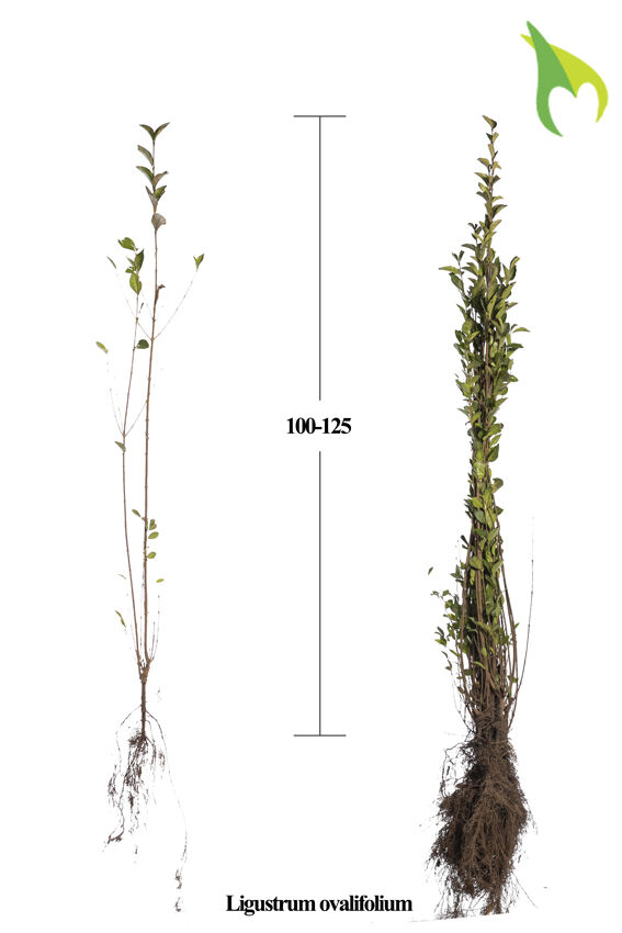 Ovalblättriger Liguster (100-125 cm) Wurzelware Ovalblättriger Liguster (100-125 cm) Wurzelware