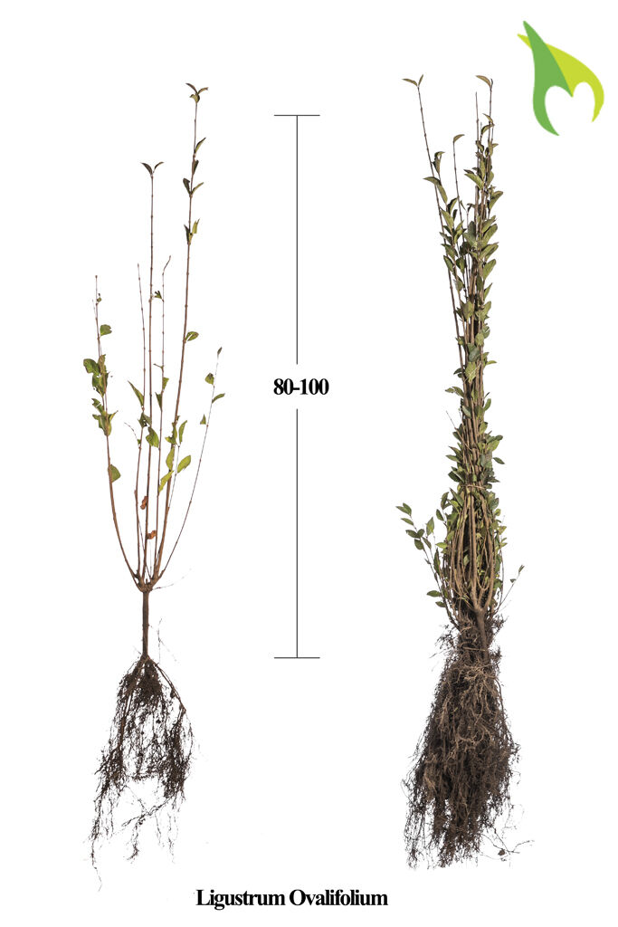 Ovalblättriger Liguster (80-100 cm) Wurzelware Ovalblättriger Liguster (80-100 cm) Wurzelware