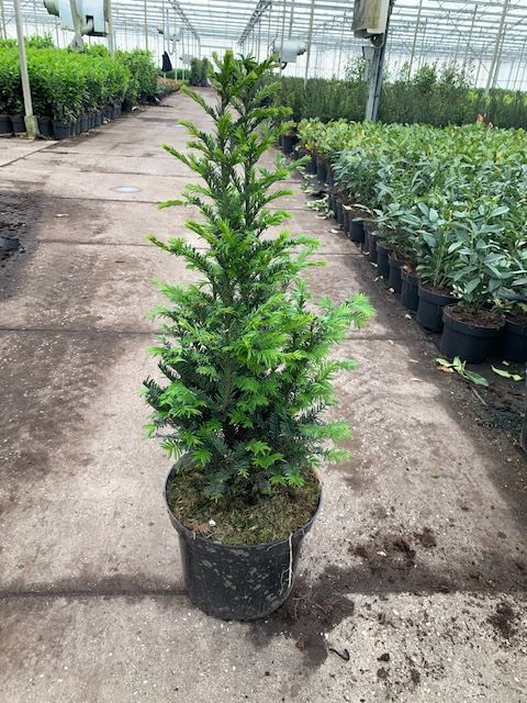 Eibe (50-60 cm) Topf Eibe (50-60 cm) Topf