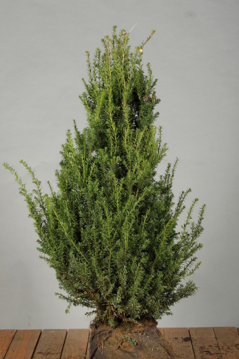 Europäische Eibe (Taxus Baccata) Hecke kaufen HeckenpflanzenTotal