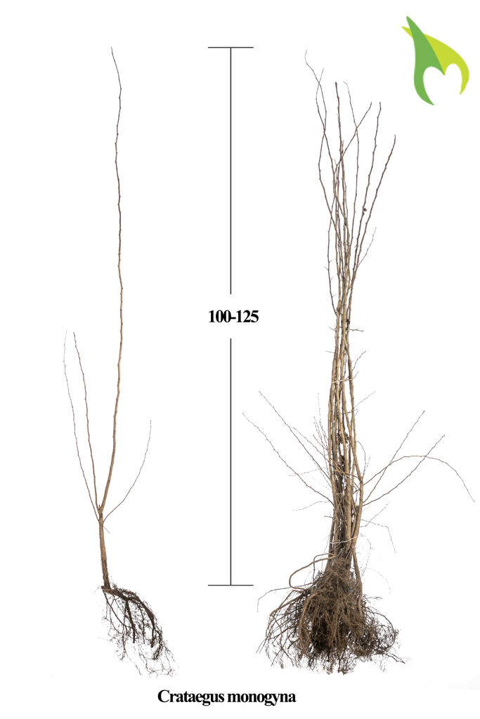 Eingriffeliger Weissdorn (100-125 cm) Wurzelware Eingriffeliger Weissdorn (100-125 cm) Wurzelware