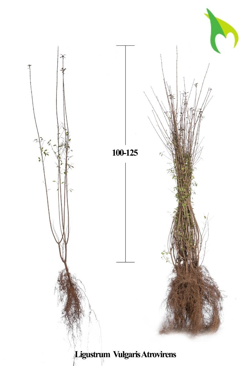 Wintergrüner Liguster 'Atrovirens' (100-125 cm) Wurzelware Wintergrüner Liguster 'Atrovirens' (100-125 cm) Wurzelware