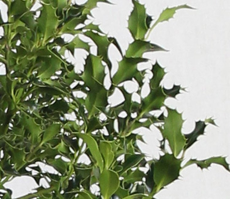 Stechpalme Ilex Alaska