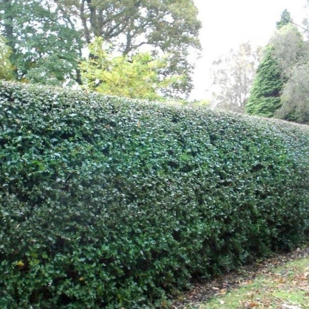 Stechpalme Ilex Alaska