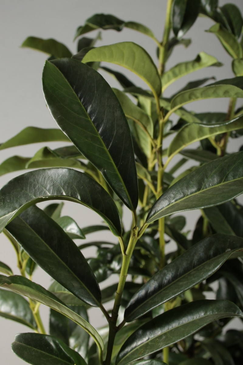 Kirschlorbeer 'Genolia'