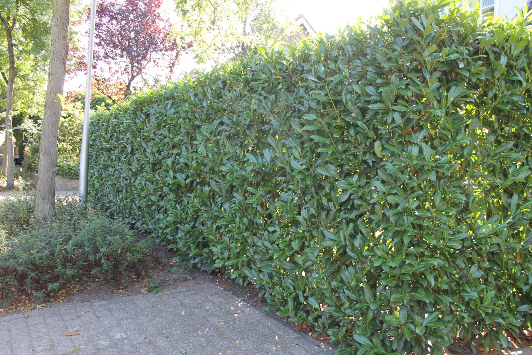 Kirschlorbeer 'Caucasica'