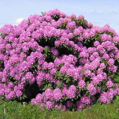 Rhododendron Roseum