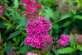 Sommerspiere 'Anthony Waterer'