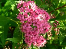 Sommerspiere 'Genpei'