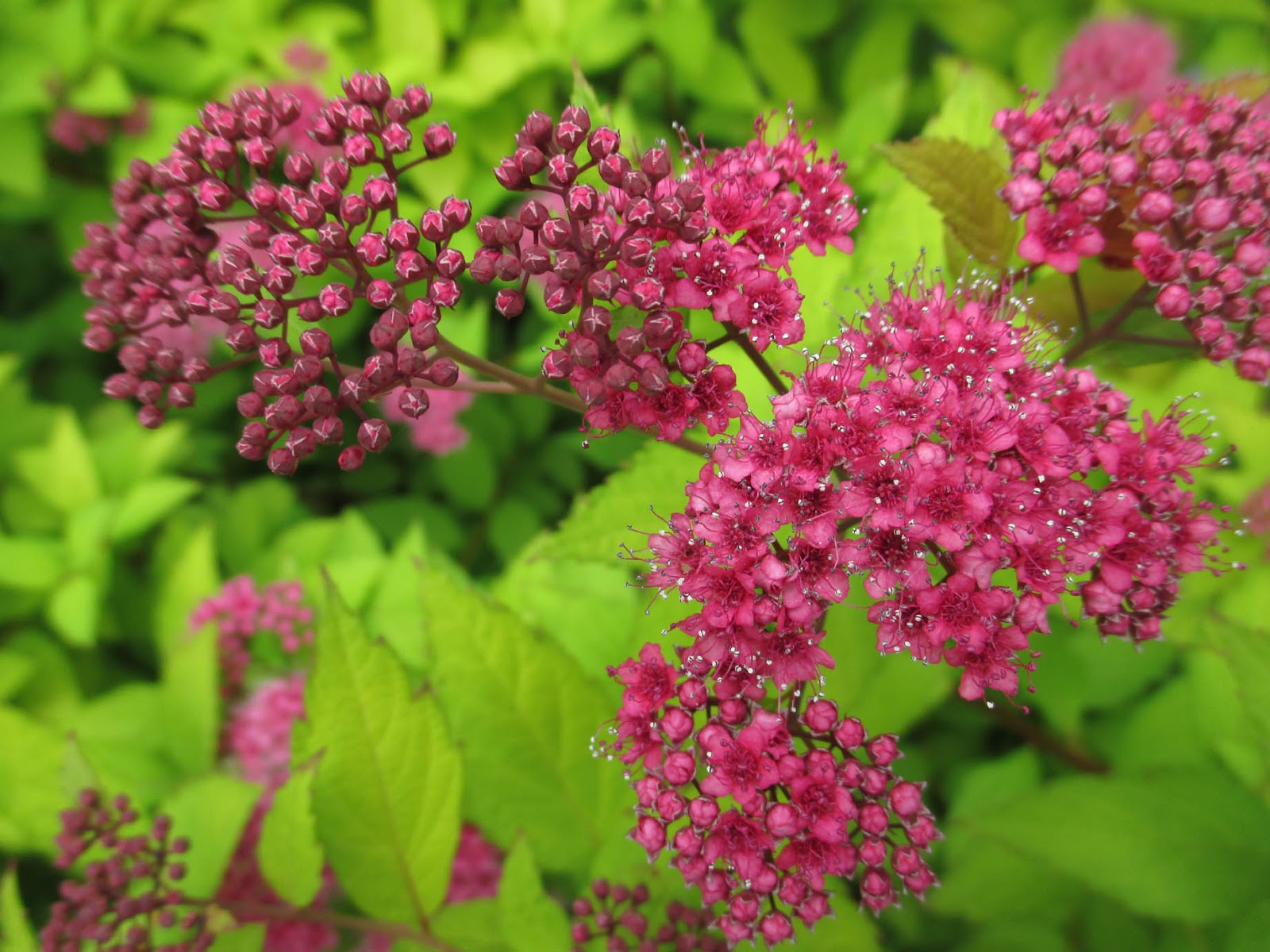 Sommerspiere 'Goldflame'