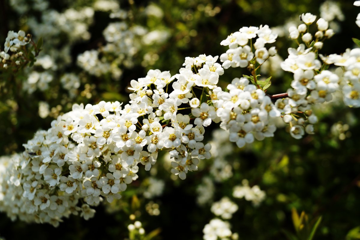 Frühe Brautspiere, Weiße Rispenspiere 'Grefsheim'