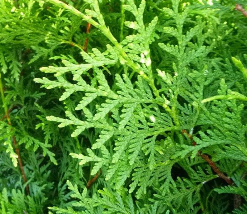 Lebensbaum 'Brabant'