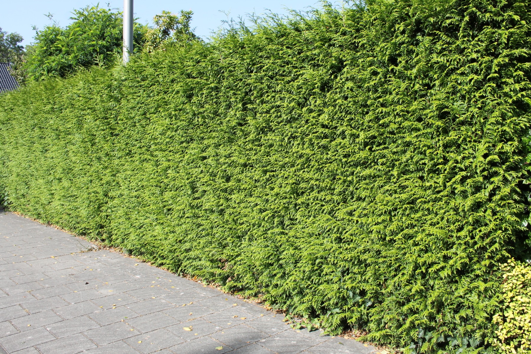 Lebensbaum 'Brabant'