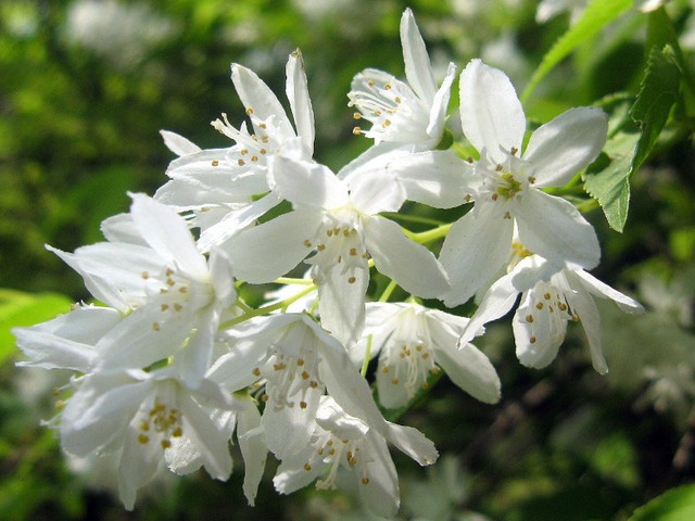 Deutzia gracilis